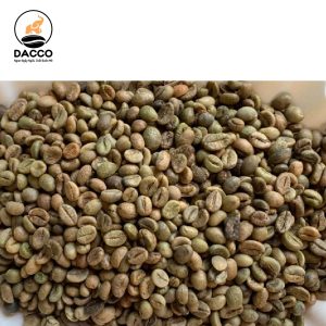 Robusta S13