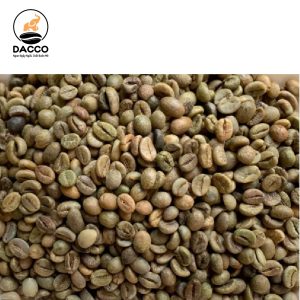 Robusta S16