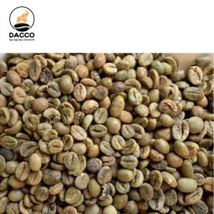 Robusta S18