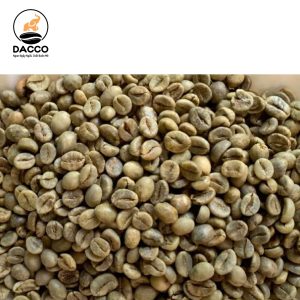Robusta S18 Đánh Bóng
