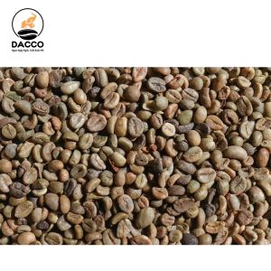 Robusta S13 Xô
